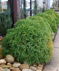 Brighter Blooms Cryptomeria 'Globosa Nana' Evergreen & Privacy