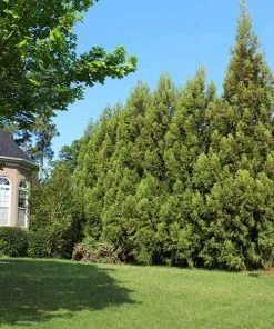 Brighter Blooms Cryptomeria Radicans Tree Evergreen & Privacy