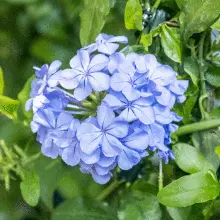 Brighter Blooms Dark Blue Plumbago Shrub