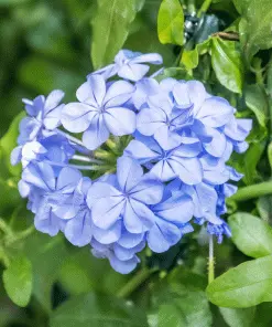 Brighter Blooms Dark Blue Plumbago Shrub