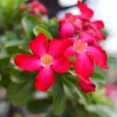 Brighter Blooms Desert Rose Adenium Shrub 4 Brighter Blooms Desert Rose Adenium Shrub