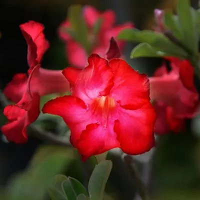 Brighter Blooms Desert Rose Adenium Shrub 3 Brighter Blooms Desert Rose Adenium Shrub
