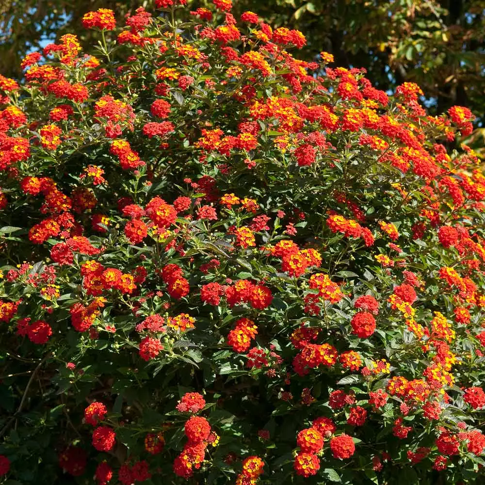 Brighter Blooms Perennials Dallas Red Lantana 4 Brighter Blooms Perennials Dallas Red Lantana