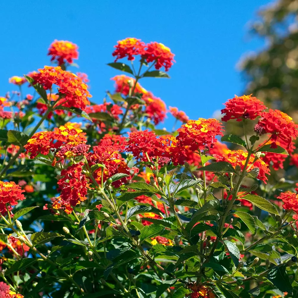 Brighter Blooms Perennials Dallas Red Lantana 2 Brighter Blooms Perennials Dallas Red Lantana