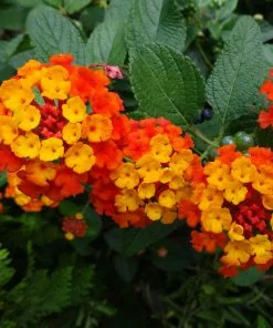 Brighter Blooms Perennials Dallas Red Lantana 9 Brighter Blooms Perennials Dallas Red Lantana
