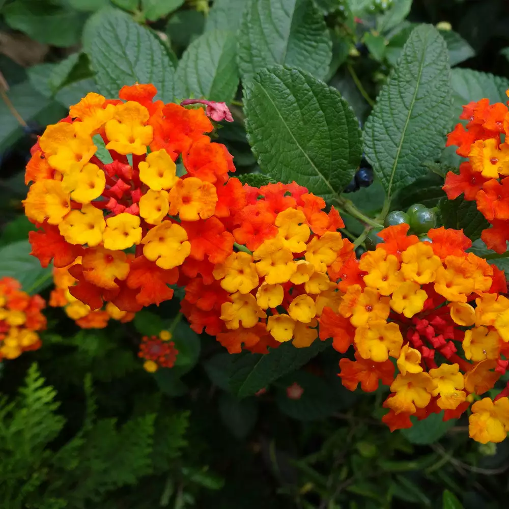 Brighter Blooms Perennials Dallas Red Lantana 5 Brighter Blooms Perennials Dallas Red Lantana