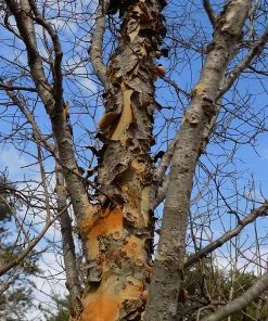 Brighter Blooms Shade Trees DannaSpire Columnar Elm Tree 11 Brighter Blooms Shade Trees DannaSpire Columnar Elm Tree