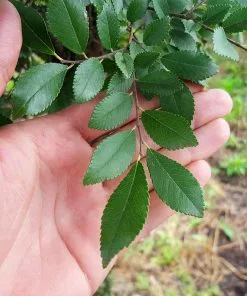 Brighter Blooms Shade Trees DannaSpire Columnar Elm Tree 9 Brighter Blooms Shade Trees DannaSpire Columnar Elm Tree