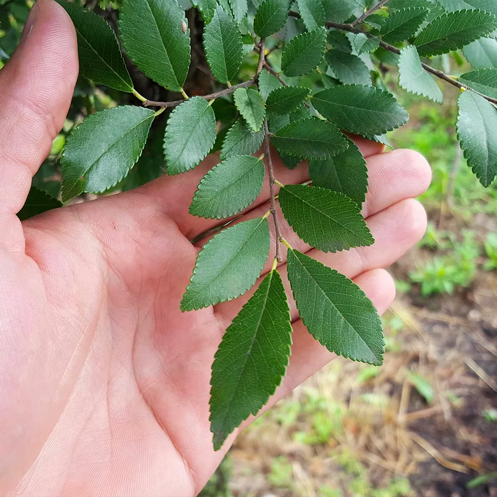 Brighter Blooms Shade Trees DannaSpire Columnar Elm Tree 4 Brighter Blooms Shade Trees DannaSpire Columnar Elm Tree