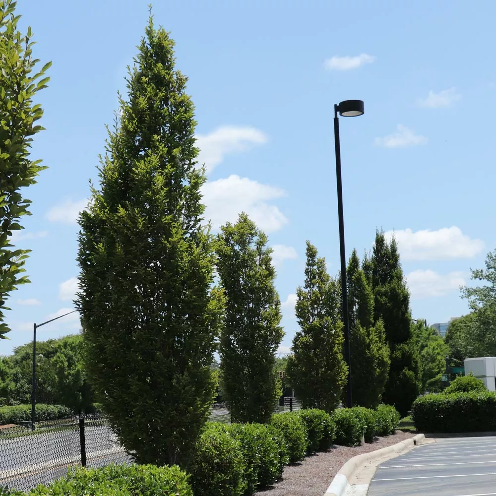 Brighter Blooms Shade Trees DannaSpire Columnar Elm Tree 2 Brighter Blooms Shade Trees DannaSpire Columnar Elm Tree