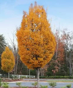 Brighter Blooms Shade Trees DannaSpire Columnar Elm Tree 8 Brighter Blooms Shade Trees DannaSpire Columnar Elm Tree