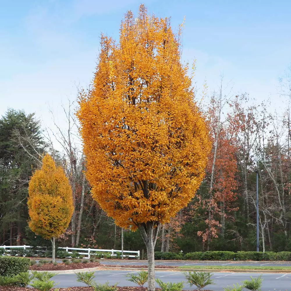 Brighter Blooms Shade Trees DannaSpire Columnar Elm Tree 3 Brighter Blooms Shade Trees DannaSpire Columnar Elm Tree