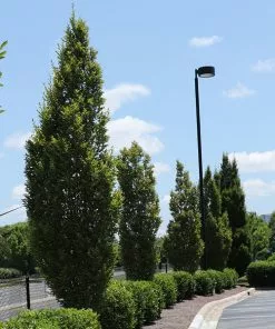 Brighter Blooms Shade Trees DannaSpire Columnar Elm Tree