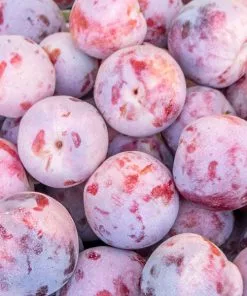 Brighter Blooms Dapple Dandy Pluot Tree Fruit Trees