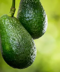 Brighter Blooms Condo™ Avocado Tree 6 Brighter Blooms Condo™ Avocado Tree