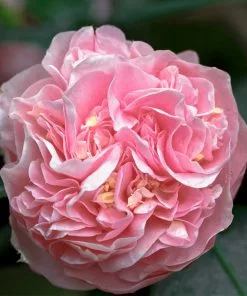 Brighter Blooms Shrubs & Hedges Debutante Camellia Shrub 7 Brighter Blooms Shrubs & Hedges Debutante Camellia Shrub