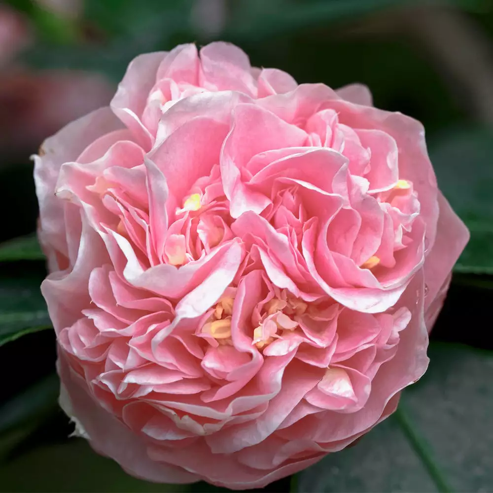 Brighter Blooms Shrubs & Hedges Debutante Camellia Shrub 4 Brighter Blooms Shrubs & Hedges Debutante Camellia Shrub