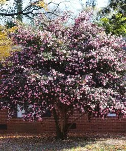 Brighter Blooms Shrubs & Hedges Debutante Camellia Shrub 6 Brighter Blooms Shrubs & Hedges Debutante Camellia Shrub