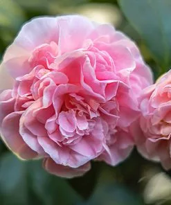 Brighter Blooms Shrubs & Hedges Debutante Camellia Shrub
