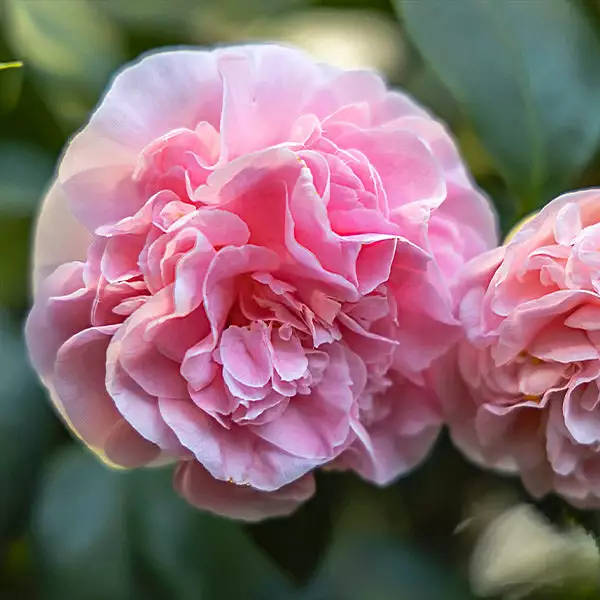 Brighter Blooms Shrubs & Hedges Debutante Camellia Shrub 1 Brighter Blooms Shrubs & Hedges Debutante Camellia Shrub