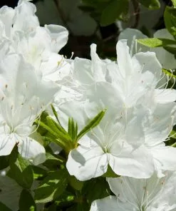 Brighter Blooms Shrubs & Hedges Delaware Valley White Azalea Shrub 6 Brighter Blooms Shrubs & Hedges Delaware Valley White Azalea Shrub