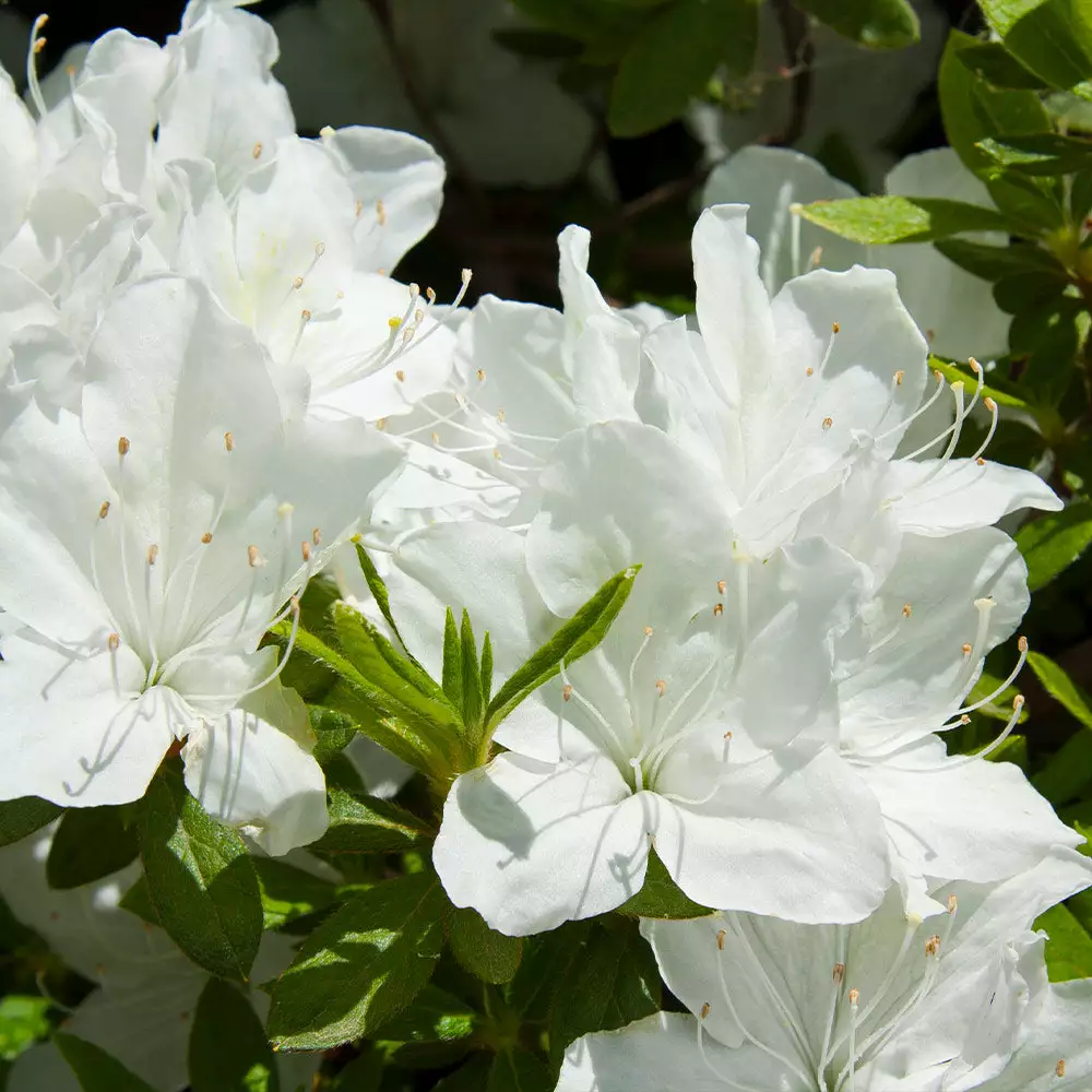 Brighter Blooms Shrubs & Hedges Delaware Valley White Azalea Shrub 3 Brighter Blooms Shrubs & Hedges Delaware Valley White Azalea Shrub