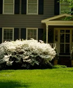 Brighter Blooms Shrubs & Hedges Delaware Valley White Azalea Shrub 7 Brighter Blooms Shrubs & Hedges Delaware Valley White Azalea Shrub