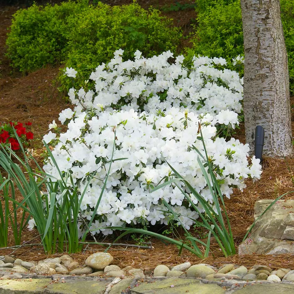 Brighter Blooms Shrubs & Hedges Delaware Valley White Azalea Shrub 2 Brighter Blooms Shrubs & Hedges Delaware Valley White Azalea Shrub