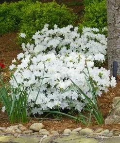 Brighter Blooms Shrubs & Hedges Delaware Valley White Azalea Shrub
