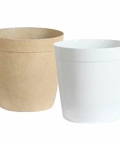 Brighter Blooms Lady Palm Tree Palm Trees 15 Brighter Blooms Lady Palm Tree Palm Trees