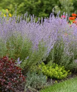 Brighter Blooms Ornamental Grasses Denim 'n Lace Russian Sage