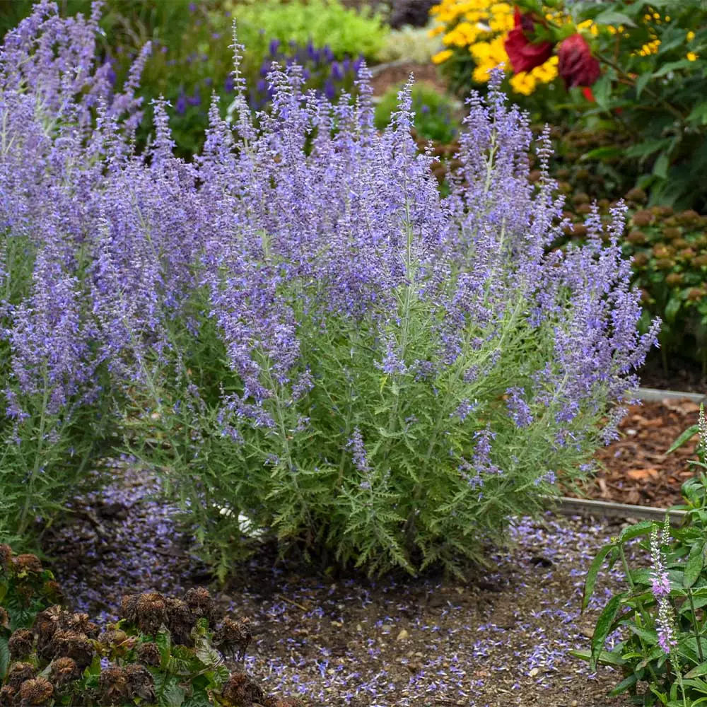 Brighter Blooms Ornamental Grasses Denim 'n Lace Russian Sage 3 Brighter Blooms Ornamental Grasses Denim 'n Lace Russian Sage