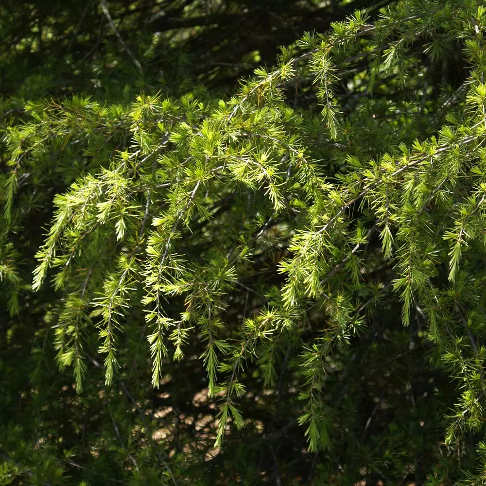 Brighter Blooms Deodar Cedar Tree Evergreen & Privacy 5 Brighter Blooms Deodar Cedar Tree Evergreen & Privacy