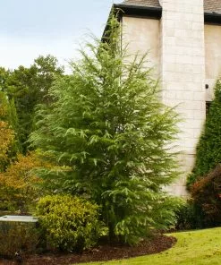 Brighter Blooms Deodar Cedar Tree Evergreen & Privacy