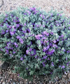 Brighter Blooms Desperado® Sage Plant