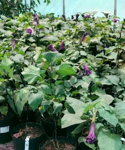 Brighter Blooms Devil's Trumpet Plant Flowering Trees 8 Brighter Blooms Devil's Trumpet Plant Flowering Trees