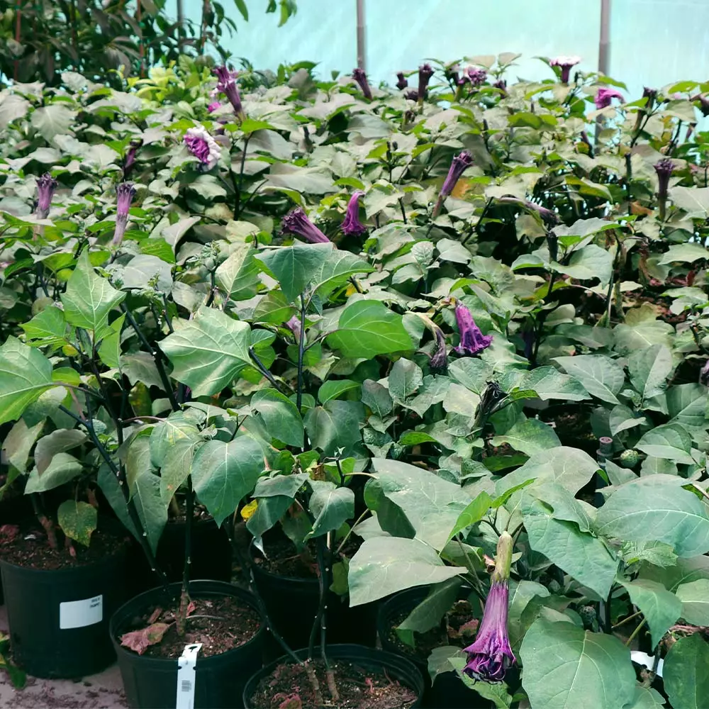 Brighter Blooms Devil's Trumpet Plant Flowering Trees 3 Brighter Blooms Devil's Trumpet Plant Flowering Trees