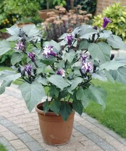 Brighter Blooms Devil's Trumpet Plant Flowering Trees 10 Brighter Blooms Devil's Trumpet Plant Flowering Trees