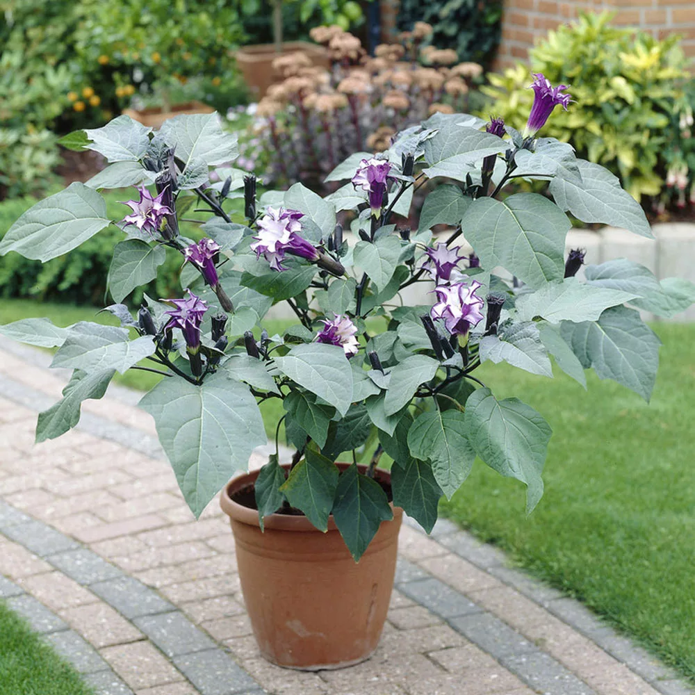 Brighter Blooms Devil's Trumpet Plant Flowering Trees 5 Brighter Blooms Devil's Trumpet Plant Flowering Trees