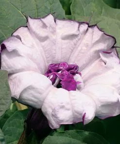 Brighter Blooms Devil's Trumpet Plant Flowering Trees 11 Brighter Blooms Devil's Trumpet Plant Flowering Trees