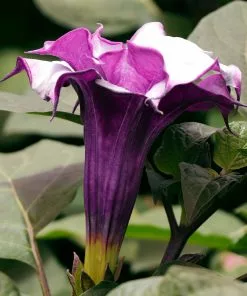 Brighter Blooms Devil's Trumpet Plant Flowering Trees 9 Brighter Blooms Devil's Trumpet Plant Flowering Trees