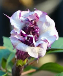 Brighter Blooms Devil's Trumpet Plant Flowering Trees