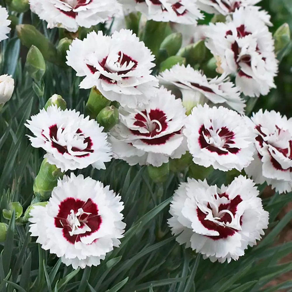 Brighter Blooms Scent First® Coconut Surprise Dianthus Perennials 2 Brighter Blooms Scent First® Coconut Surprise Dianthus Perennials