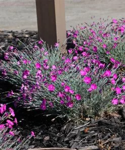 Brighter Blooms Firewitch Dianthus Perennials