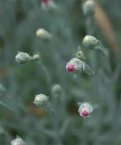 Brighter Blooms Firewitch Dianthus Perennials