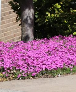Brighter Blooms Firewitch Dianthus Perennials
