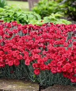 Brighter Blooms Fruit Punch® ‘Maraschino’ Dianthus Perennials 6 Brighter Blooms Fruit Punch® ‘Maraschino’ Dianthus Perennials