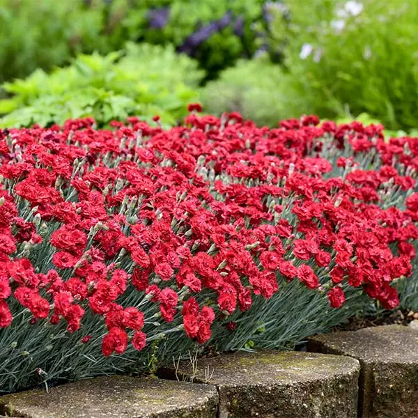 Brighter Blooms Fruit Punch® ‘Maraschino’ Dianthus Perennials 1 Brighter Blooms Fruit Punch® ‘Maraschino’ Dianthus Perennials