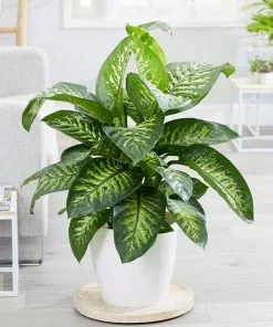 Brighter Blooms Tropic Snow Plant House & Patio