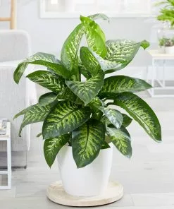 Brighter Blooms Tropic Snow Plant House & Patio